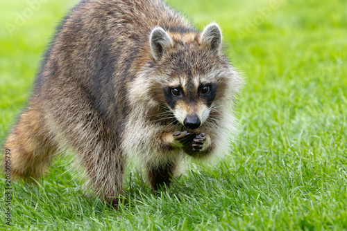 Raccoon Eating on a Green Lawn