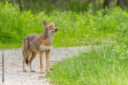 Coyote on a Limestone Path