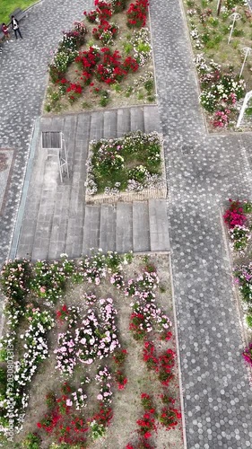 Aerial Top View of Colorful Rose Garden in Waki Yamaguchi Japan, Vertical Floral Pattern Landscape 01