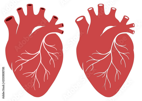 Anatomical human heart SVG