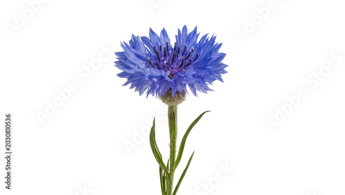 Konstfotografi Blue cornflower blossom with green stem and leaves