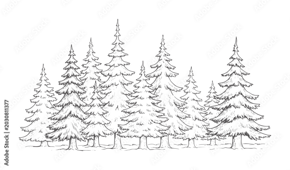 Fototapeta premium Black and white of a dense forest of pine trees