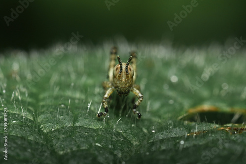 Bild auf Leinwand Face-Forward Shot of a Tiny Nymph Grasshopper on a Leaf