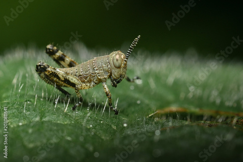 Bild auf Leinwand Macro Close-up of a Tiny Nymph Grasshopper, Side View