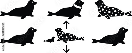 Konstfotografi Three seal life cycle stages from baby to adult lying down vector illustration V