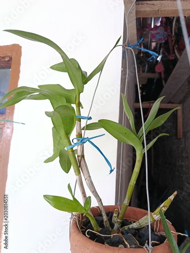 pA healthy Dendrobium orchid plant growing in a traditional terracotta clay pot. The plant features multiple upright, green, segmented canes (pseudobulbs) with healthy, lanceolate-shaped leaves arrang