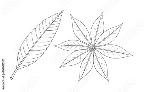 Tableau sur toile Two hand drawn leaves one elongated and serrated the other palmate and star shap