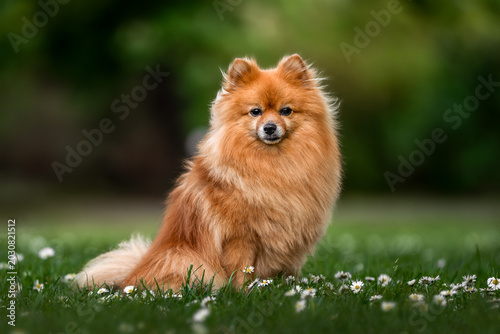 Pomeranian dog sitting in grass with daisies on a sunny day in the park
