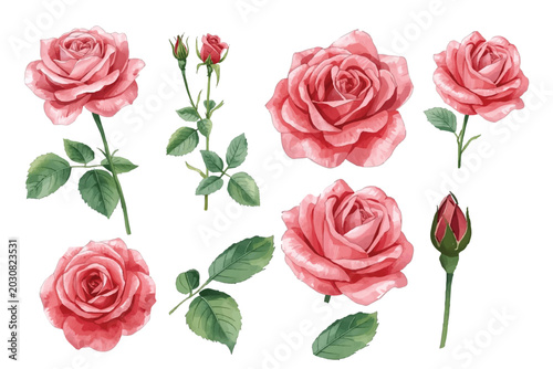 Set of watercolor red and pink rose blooming flowers and leaves