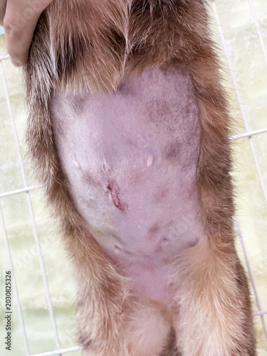 Fotografía A close-up of a brown cat's shaved belly showing a fresh surgical incision, held gently by a hand