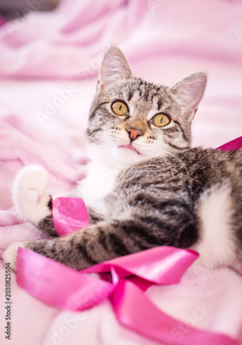 Canvas Print Two cats lying together on a pink blanket with a bow