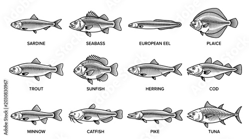 Fish doodle vector set with labeled species icons including sardine, seebass, eel, plaice and tuna featuring illustration, sketch, line art with