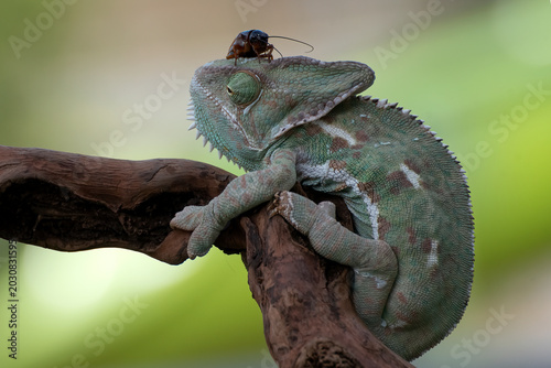 Tableau sur toile Close-up of a Veiled Chameleon Perched on a Branch with Prey