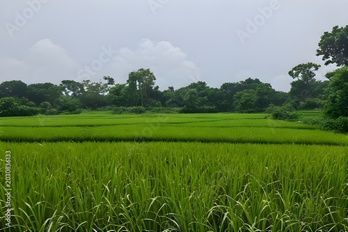 green rice field