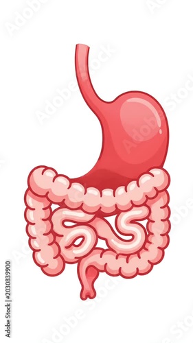 Animated Digestive System Assembly - Stomach and Intestines Medical Anatomy Motion Graphics