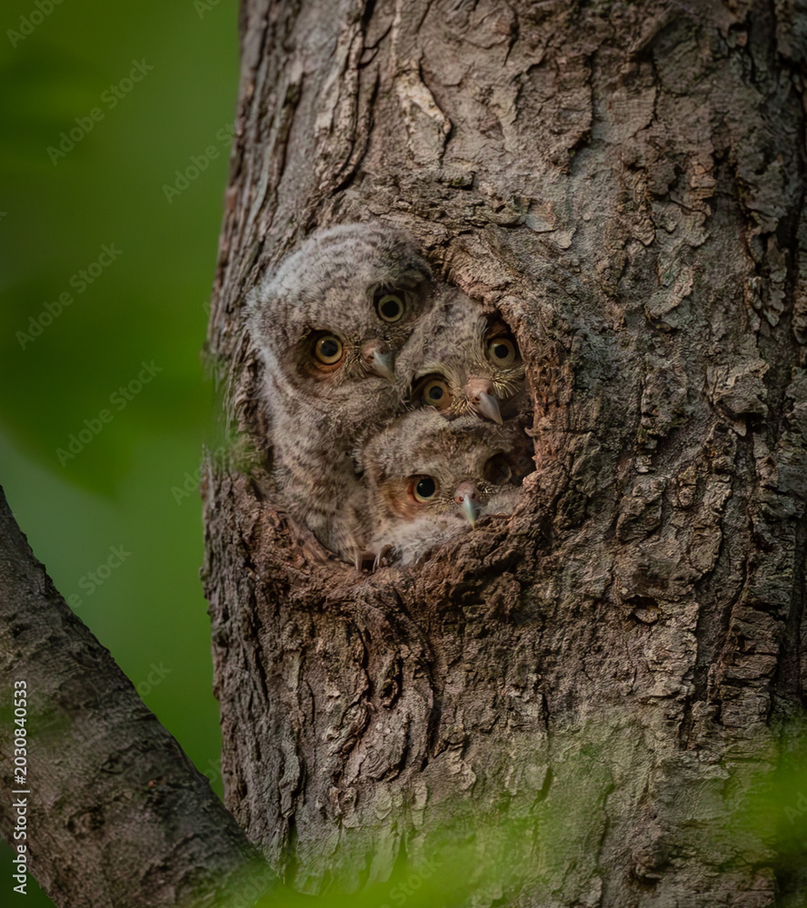 Obraz premium Eastern screech owl in a tree