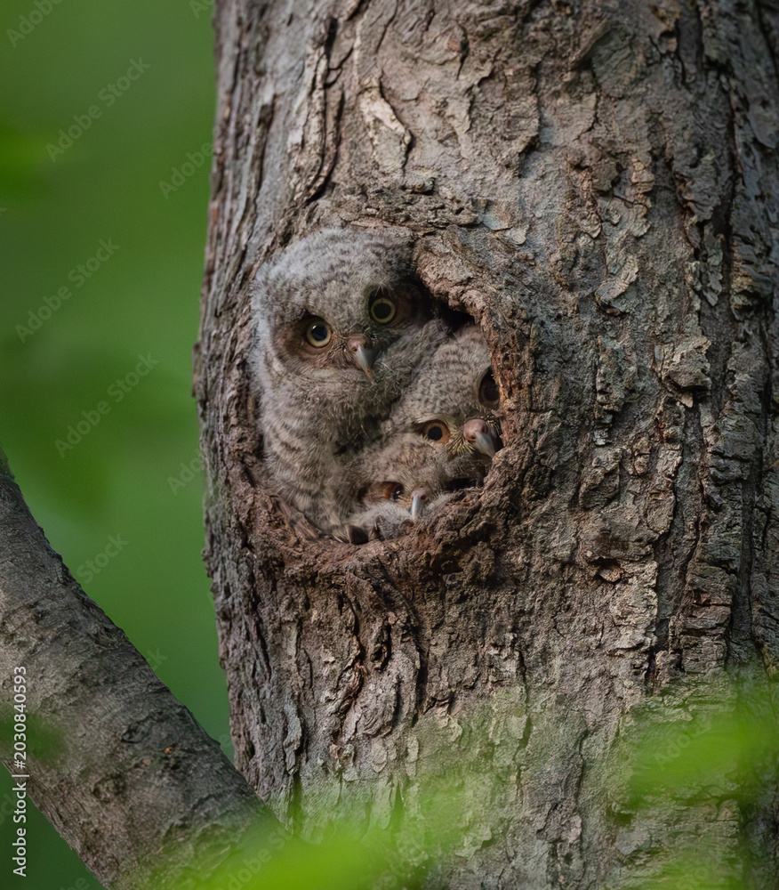 Obraz premium Eastern screech owl in a tree