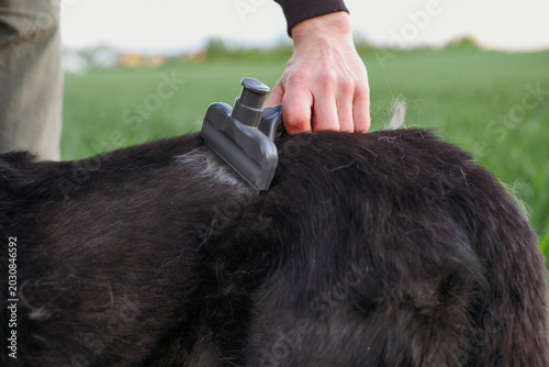 Tableau sur toile Close up of man's hand using a deshedding tool to remove loose fur from his mixe