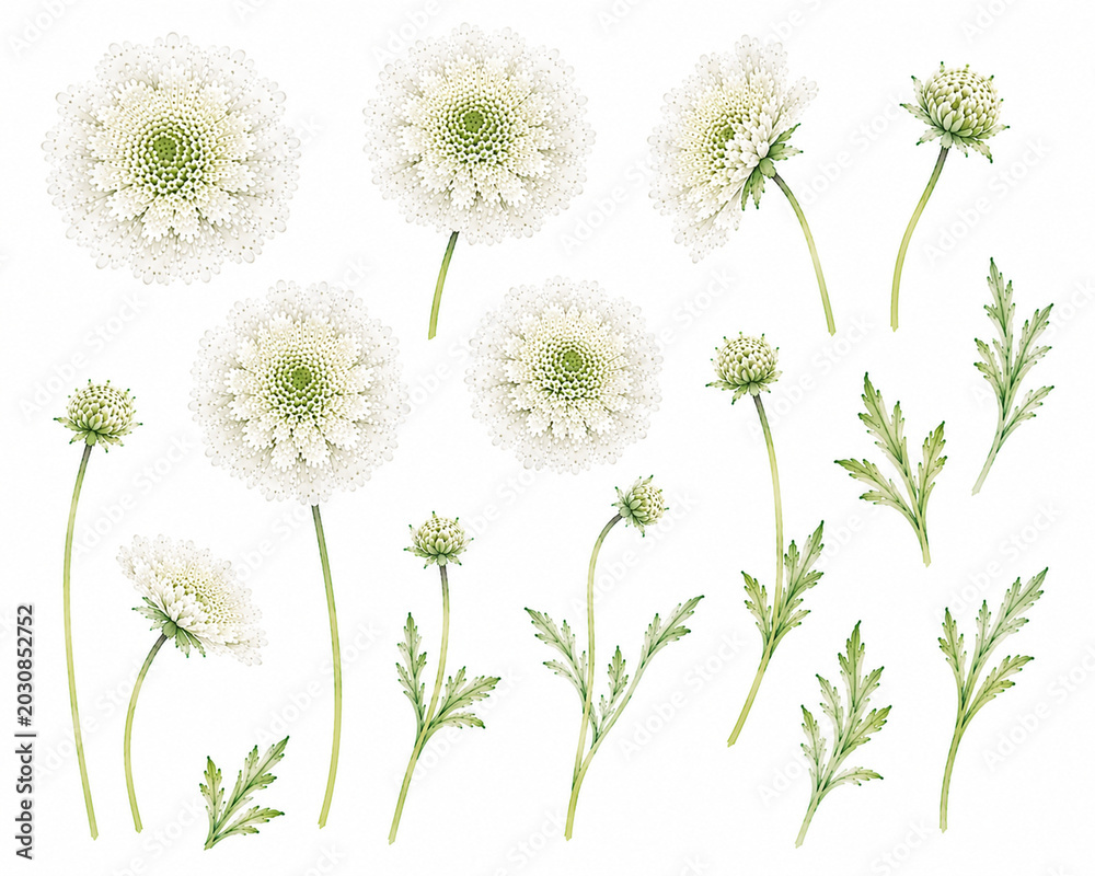 Obraz premium Scabiosa Flower Watercolor Illustration Material｜スカビオサの花の水彩イラスト素材
