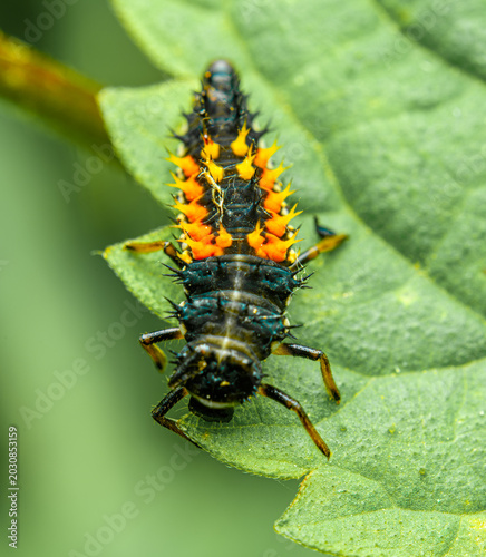 larva of multicoloured Asian lady beetle (Harmonia axyridis)