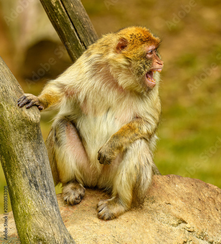 Фотография barbary macaque (Macaca sylvanus) sitting yelling