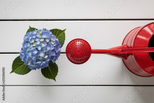 A blue hydrangea flower being watered by a red watering can on a white wooden surface