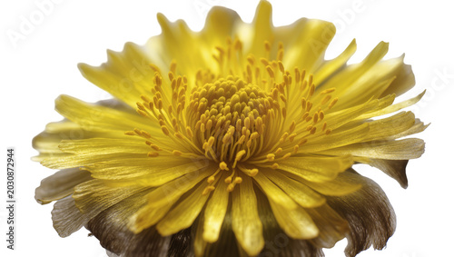 Foto Bright yellow flower with detailed stamen and petals