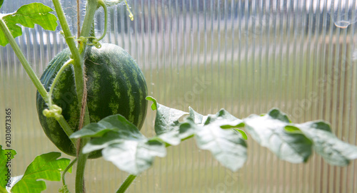 A striped watermelon fruit in partial shade ripens in a greenhouse .