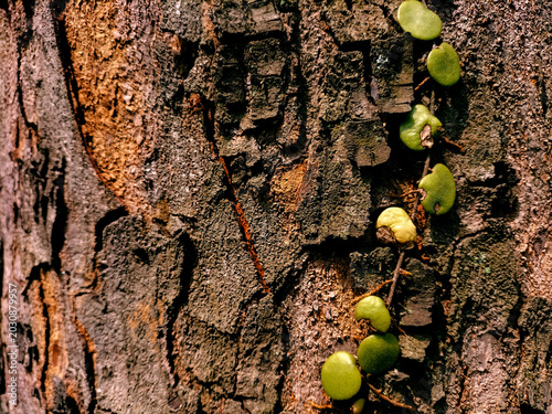 Close-up texture of rough brown tree bark