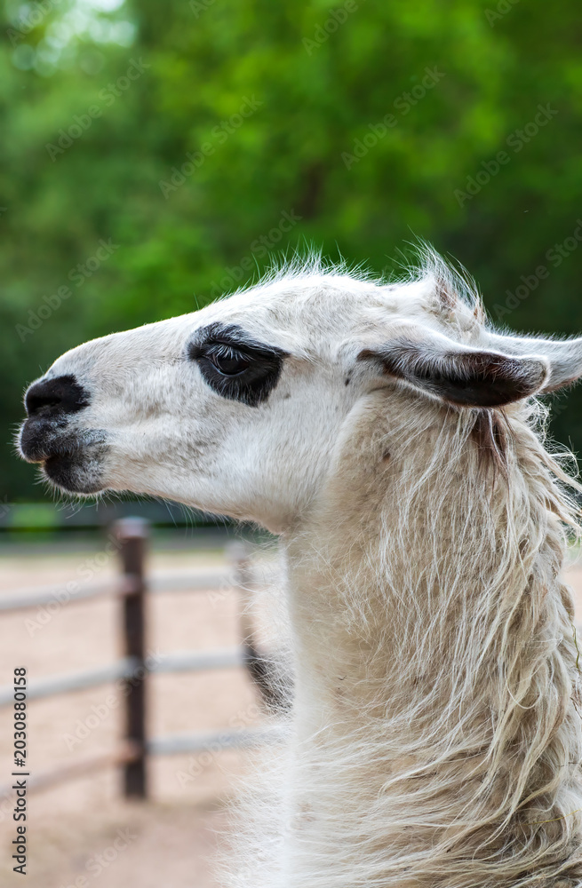 Fototapeta premium Close-Up of a Llama Head