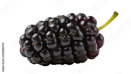 Dark purple mulberry fruit with green stem