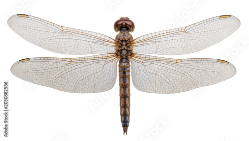 Cuadro en lienzo Brown dragonfly with wings and segmented body