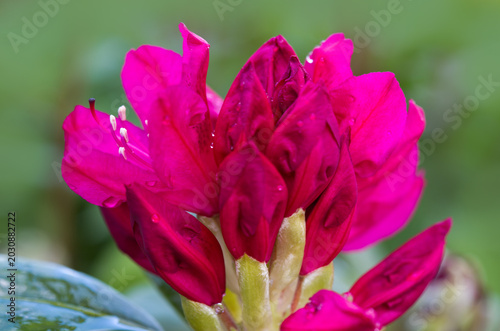 Close-up of beautiful red Azaleas flowers in springtime.