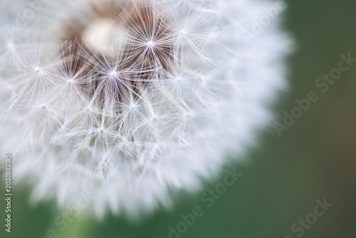 Dandelion flower close up with a green background.
