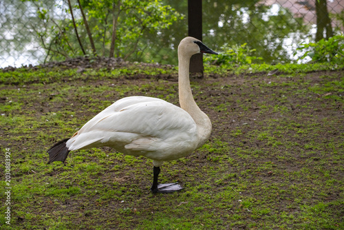 Quadro su tela Trumpeter Swan (Cygnus buccinator) Standing on One Leg