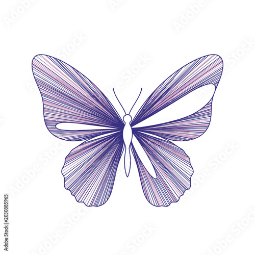 A colorful butterfly with purple and pink lines spreads its wings widely in a natural setting