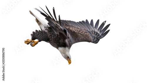 Bald eagle with wings spread, diving down