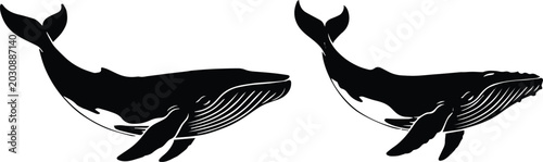 Photos whale humpback pair line art symmetrical composition