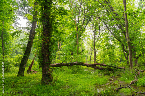 Broken tree in a beautiful green forest