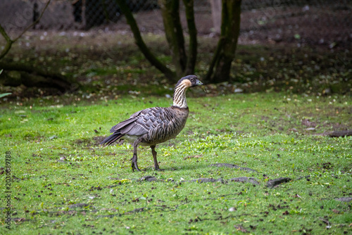 Nēnē Goose Exploring a Grassy Meadow