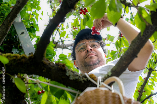 Low angle portrait of man holding freshly picked organic cherries under tree canopy with basket and sustainable backyard harvesting concept in summer