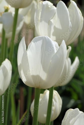 Tulipa 'Maureen'. Close up of single, simple, clean white ovoid tulip flower in the spring sunshine. 