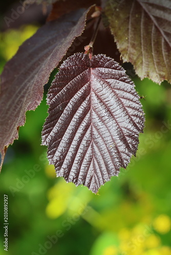 Εκτύπωση καμβά Corylus maxima 'Purpurea'