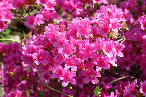 Foto Rhododendron 'Myosotis'
