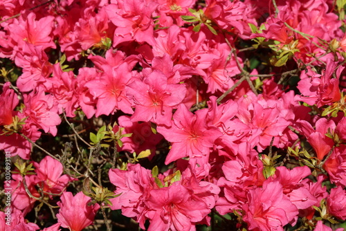 Tableau sur toile Rhododendron 'Lily Marleen'