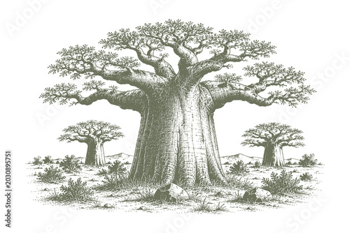 Hand drawn ancient baobab trees vector illustration, detailed vintage african savanna desert landscape sketch engraving style asset for travel design.