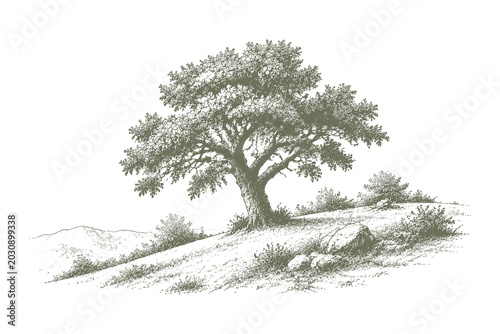 Hand drawn vintage olive tree vector illustration, detailed hillside meadow landscape sketch engraving style asset for mediterranean design.