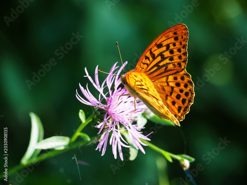Silver-washed fritillary butterfly on a purple knapweed flower.