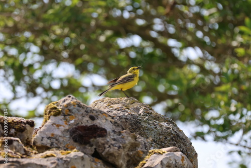 the stunningly beautiful male yellow wagtail (Motacilla flava) British countryside in late spring