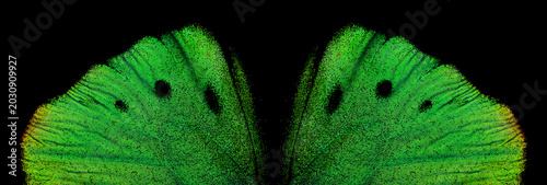 tropical butterfly wings isolated on black. birdwing butterfly